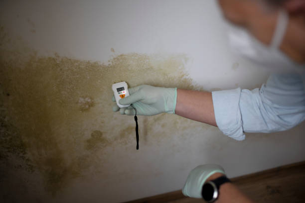 Mold Testing and Removal in Basehor, KS